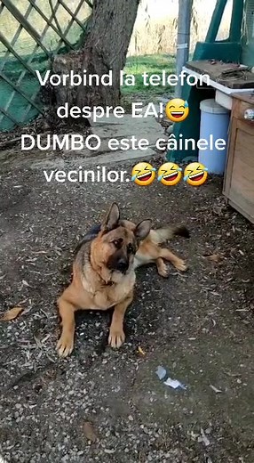 #germanshepherd #funnymoments #funnyvideo #mypet #fyp #fy #prettending #phone#talkingaboutdogs