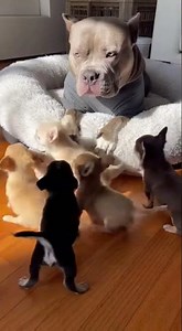 Adorable Fluffy Chihuahua's Cute Barking Showcase