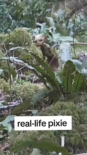 real-life pixie Sightings #pixie #caughtoncamera #fairy #mythicalcreature #mythicalcreatures #erwinsaunders