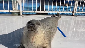 【阿古】熟练的旋转，然后直接停下的阿古，在那之后直接要鱼（笑）