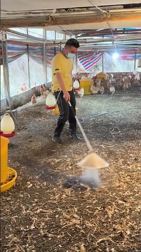 How to Disinfect a Chicken Coop Properly