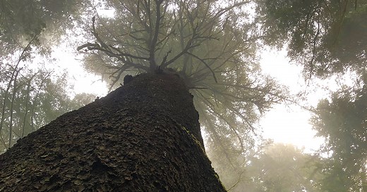 Today, Another Universe: Jane Hirshfield’s Stunning Poem of Perspective and Consolation