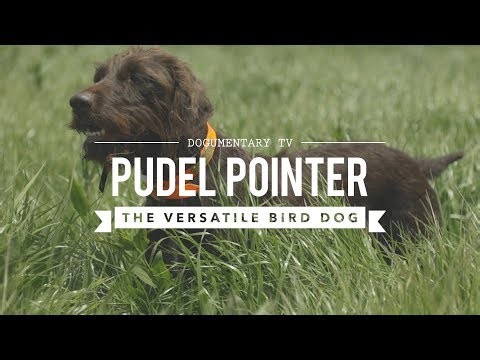 Field training: Pudelpointers, the poodle pointer cross