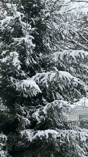 Snow series - Episode 12 #snow #newjersey