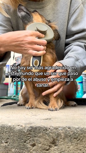 Maple on Instagram: "Cada mimo es como un abrazo de mami #dogsofinstagram #dogsmile #perro #pets #dog"