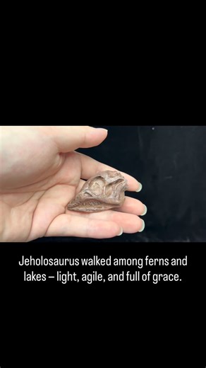 Theropoda Club on Instagram: "🦴 Jeholosaurus Skull — Elegance from the Early Cretaceous This Jeholosaurus skull fossil preserves the delicate structure of one of Liaoning’s most iconic dinosaurs. Its fine cranial bones and natural articulation show exceptional preparation quality — a rare opportunity to appreciate the artistry of Early Cretaceous evolution, frozen in stone. 📅 Age: Early Cretaceous (~120 million years ago) #Jeholosaurus #FossilCollector #TheropodaClub #Cretaceous #Paleontology 