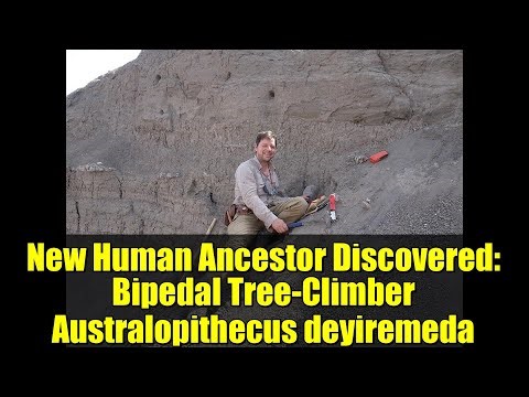 New Human Ancestor Discovered: Bipedal Tree-Climber Australopithecus deyiremeda