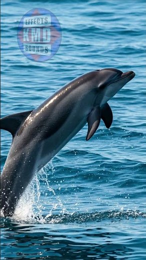 DOLPHIN SOUND - ANIMAL SOUNDS - Sound Effects