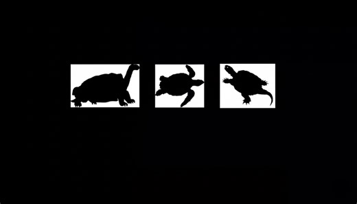 Not all turtles are equal and the list proves it