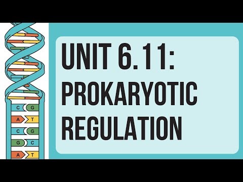 Unit 6.11: Prokaryotic Regulation