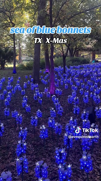 Discovering Bluebonnets at Fort Worth Botanical Garden