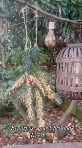 The BEST way to upcycle your Christmas tree 🎄👇 Christmas might be over, but that doesn’t mean your tree’s time is up! Why not transform its branches into bird feeders? Simply cover them in peanut butter, sprinkle with seeds, add twine, and hang them up 🐦‍⬛🥜 They’re super quick to make, the birds will love them, and they look great too! How do you repurpose your Christmas tree? We’d love to know! 📸 @willowrosecoggins (IG) | Cherry Lane Garden Centres