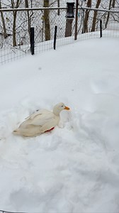 Aflac enjoying the snow day 🪿❄️💕 | Jenny Singer