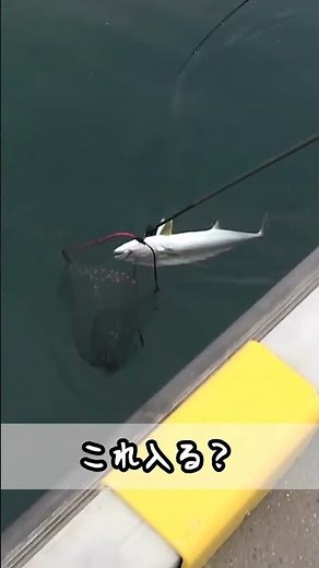 A big fish like this at the foot of the ferry terminal?! #shorts #fishingisgood #fishing #yoka #a...