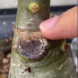 78K views · 611 reactions | How to successfully graft Thai porcelain flowers | TV Garden & Home | Facebook