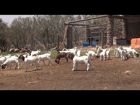 Goat care, before and after giving birth.