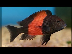 Tropheus Sp Bemba