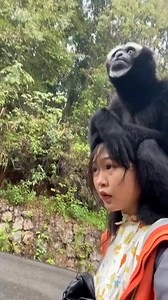 Hoolock Gibbon (西白眉长臂猿,Hoolock hoolock), in Yunnan province. It is under second-class state protection in #China. ❤ ❤❤❤ #Nature #Peace #wildlife #Chinese #love #travel | Lin hillside