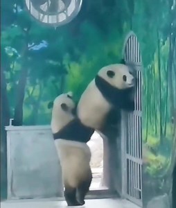 34K views · 2K reactions | Good norning furless people! We want let you know that we will escape from pandacatraz! No matter what!  藍 #panda #fluffy #pandas #cute #naturephotography #nature #care #beautiful #love #funnyanimals #stubborn #stubborness #missionimpossible #chubbyness #silly | Pandas, a Light In My Heart | Facebook