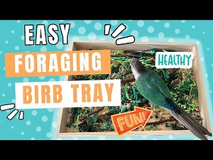 Foraging Enrichment Ideas for Parrots 🦜🧠