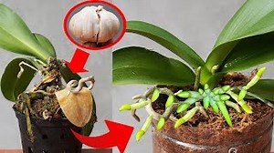 35K views · 361 reactions | Heal your orchid plants using garlic 龍 | DIY Balcony Garden | Facebook