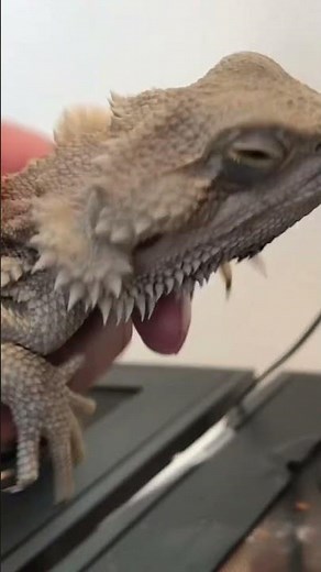 What to do when a bearded dragon has an eye infection!!