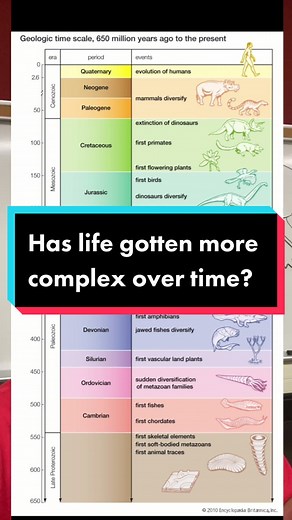 Exploring the Complexity of Life Over Time