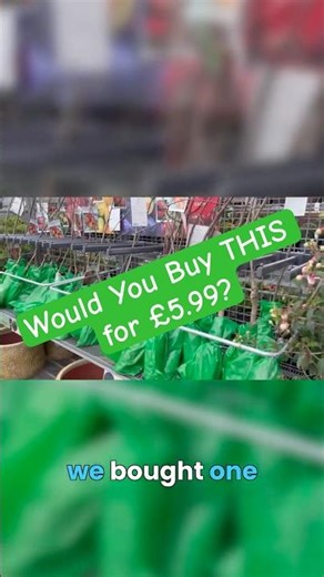 Home Bargains Fruit Trees: ONLY £5.99! 🌳