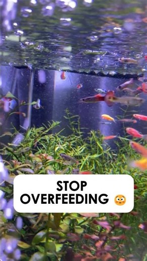Most Beginners Fish Owners Feed Their Fish Wrong (Avoid This Mistake)