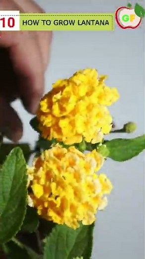 Garden Ideas How To Grow Lantana