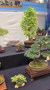 ¿Estás pensando en tener tu primer Bonsai? Si quieres comprar tu primer Bonsai, es importante que te asegures que lo estás comprando en un lugar de calidad, que sus hijas sean verdes y sanas, que el tronco sea fuerte y que sus ápices transmitan naturalidad, que no estén excesivamente manipulados. Lo mejor es que aprendas a crear tus propios Bonsai y puedas aprender de todos sus cuidados para evitar que se mueran o que crezcan débiles… #bonsai #jardineria #jardineriaencasa #plantas #plantasinteri