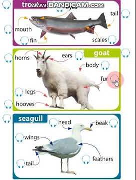 Excel 5 Module 7 Parts of animals