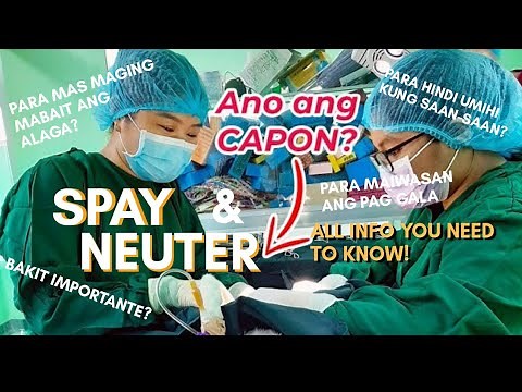 KAPON: IMPORTANTE SA ASO AT PUSA (spay & neuter PH)