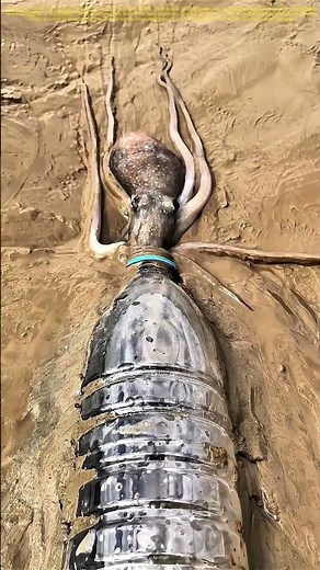 Sneaky Escape: How an Octopus Finds Refuge in a Plastic Bottle