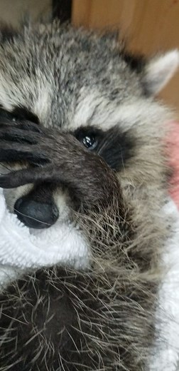 New Intake. Baby raccoon. Dehydrated and very thin. Not sure story behind it. | Little Bit Wildlife Rescue