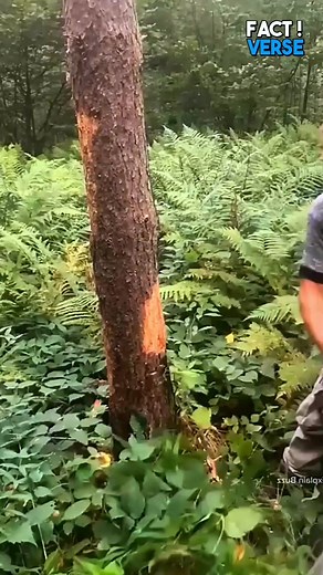 1.6M views · 7.7K reactions | How To Cut Trees Without Causing Damage  | Fact Verse | Facebook