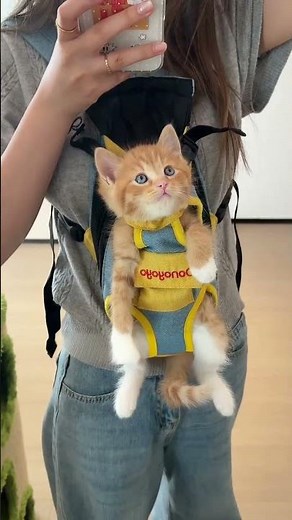 🐾 New Donoyoyo Cat Backpack: Ultimate Kitty Travel Hack!