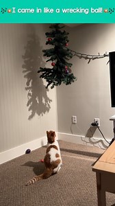 370K views · 1.8K reactions | That's one way to put on an ornament!  (Via - Mati B.) #Christmas #ChristmasDecorations #Holidays | The Pet Collective | Facebook