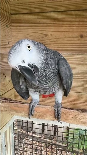 Parrots 🦜 live a long time! #amazinganimals #animals