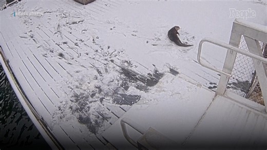 Aquarium Otters Enjoy Playful Day of ‘Rolling, Sliding and Romping’ Through Fresh Snow Following Baltimore Storm