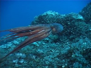 Octopus Octopus Vulgaris Using Jet Propulsion Stock Footage Video (100% Royalty-free) 226813 | Shutterstock