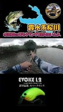 【霞水系桜川】水深30㎝でもクランクで釣りたいんよ