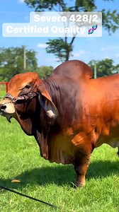 112K views · 5.4K reactions | American Brahman with excellent meat production, adapted to the tropics and giving productive results in the field #redbrahman #americanbrahman #cebu #bull #highgenetics #brahmanamericano | Huastecas Ranch | Facebook