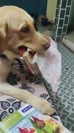 அப்பா பொண்ணு சேட்டைகள் #shortvideo #labrador #jappankutty #pets #funny #appa #cutedog #comedy