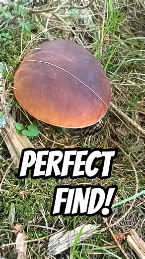 Incredible forest treasure! 🌲🍄‍🟫🌲