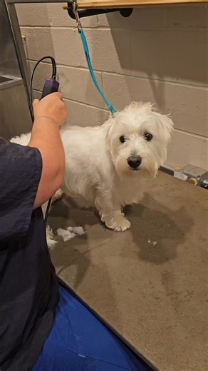 2.5K views · 68 reactions | A westie cut in 45 seconds! Clipping and refining with different tools and scissors, Stacy is back and grooming clients 25 lbs and under. Call the clinic to schedule! #doggrooming #westiecut #jarrettsvillemd | Jarrettsville Vet Center | Facebook