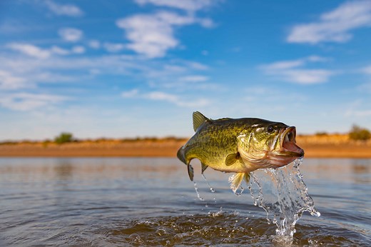 Discover the Official Florida State Freshwater Fish (And Where You Can Catch Them)
