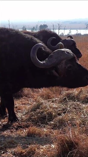 Domesticado hace unos 6,000 años #bufalo #naturaleza #animales #fauna