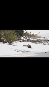 Audacity, Thy Name is Coyote... Watching this coyote protect it's food stash and den area from grizzly sow #610 was amazing... Everything came out fine, #610 went on her way and the coyotes went back to their business... Grand Teton National Park | T. Lyn Neufeld Photography
