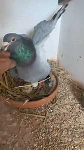 185K views · 4.2K reactions | A full brother or sister "911" is born.... in 2024, thanks to our friend Hugo Batenburg! Now they will feed the young bird in a natural way, themselves, the parents of "911"...殺 | Pipa Elite Center | Facebook